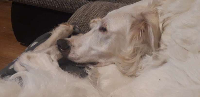 Windhunde - Treffen der besonderen Schönheiten
HERZLICH WILLKOMMEN-Beitrag-Bild