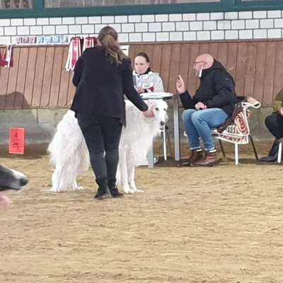 Windhunde - Treffen der besonderen Schönheiten
HERZLICH WILLKOMMEN-Beitrag-Bild