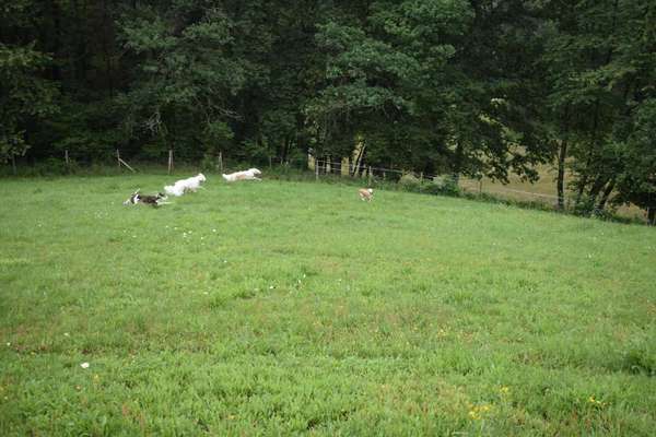 Windhunde - Treffen der besonderen Schönheiten
HERZLICH WILLKOMMEN-Beitrag-Bild
