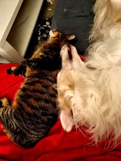 Windhunde - Treffen der besonderen Schönheiten
HERZLICH WILLKOMMEN-Beitrag-Bild