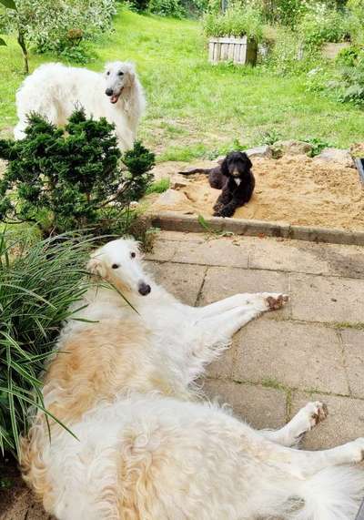Windhunde - Treffen der besonderen Schönheiten
HERZLICH WILLKOMMEN-Beitrag-Bild