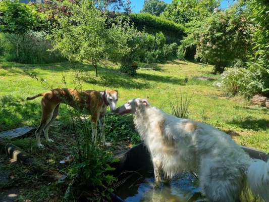 Windhunde - Treffen der besonderen Schönheiten
HERZLICH WILLKOMMEN-Beitrag-Bild