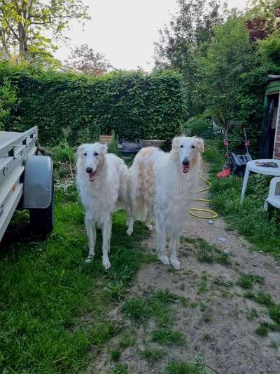 Windhunde - Treffen der besonderen Schönheiten
HERZLICH WILLKOMMEN-Beitrag-Bild