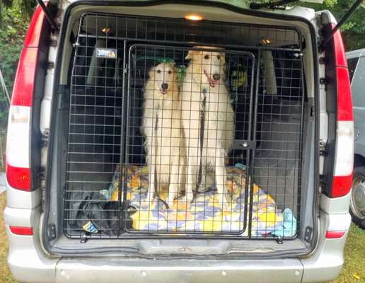 Windhunde - Treffen der besonderen Schönheiten
HERZLICH WILLKOMMEN-Beitrag-Bild