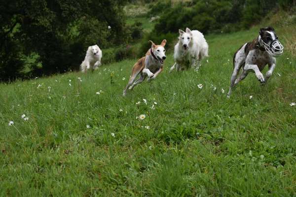 Hunderunde-Beitrag-Bild