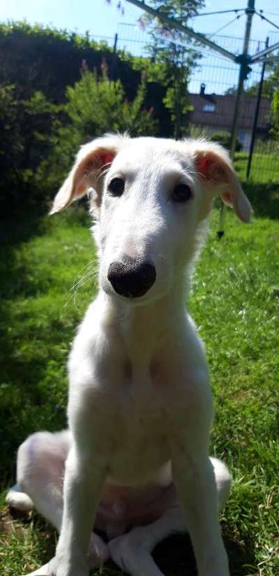 Wie groß waren eure welpen ?-Beitrag-Bild