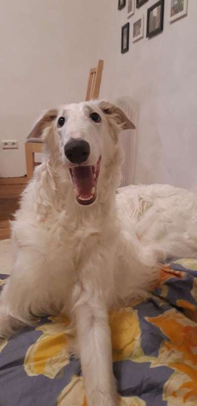 Lachen😀 eure Hunde auch so gerne😂-Beitrag-Bild