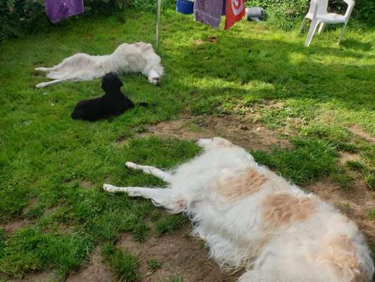 Windhunde - Treffen der besonderen Schönheiten
HERZLICH WILLKOMMEN-Beitrag-Bild