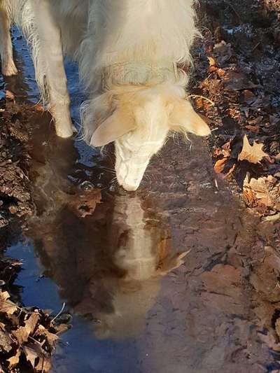 Dogorama Photo Challenge - Pfützen & Spiegelungen-Beitrag-Bild