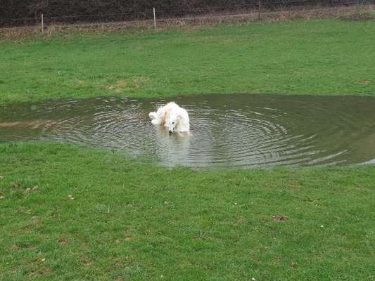 Gibt es auch Windhunde die nicht Wasserscheu sind?-Beitrag-Bild