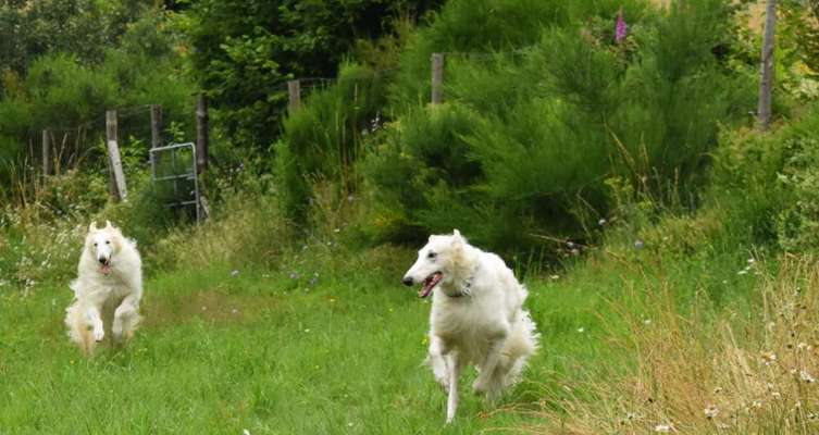 Reinrassige Hunde?-Beitrag-Bild