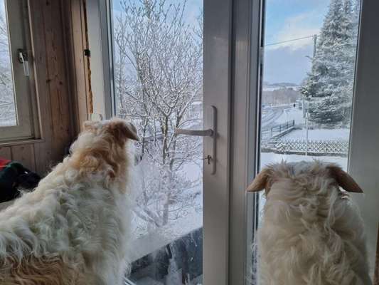 Windhunde - Treffen der besonderen Schönheiten
HERZLICH WILLKOMMEN-Beitrag-Bild