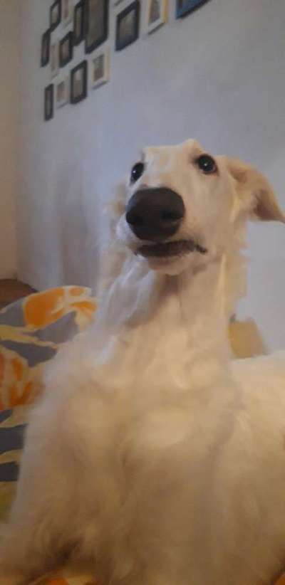 Hier ist der Spaßthread. Zum Schmunzeln und Kaputtlachen-Beitrag-Bild