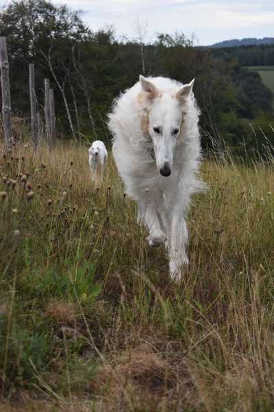 Fotochallenge 66 ~ Rennaction -Zeig deinen Hund im Lauf-Beitrag-Bild