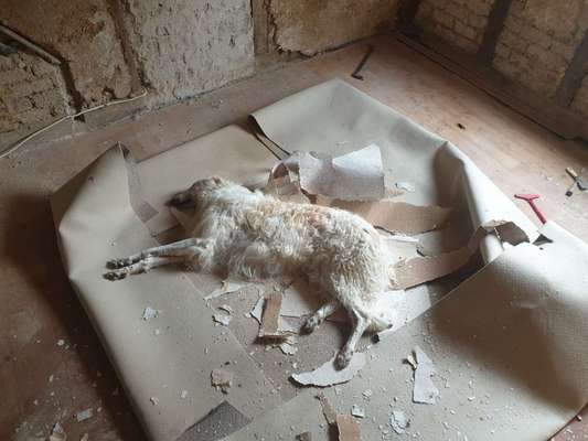 Windhunde - Treffen der besonderen Schönheiten
HERZLICH WILLKOMMEN-Beitrag-Bild