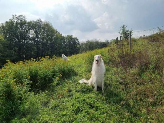 Windhunde - Treffen der besonderen Schönheiten
HERZLICH WILLKOMMEN-Beitrag-Bild