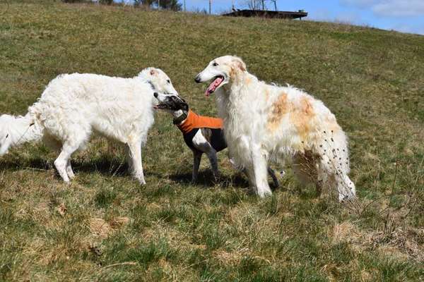 Zeigt her eure Kolosse!-Beitrag-Bild