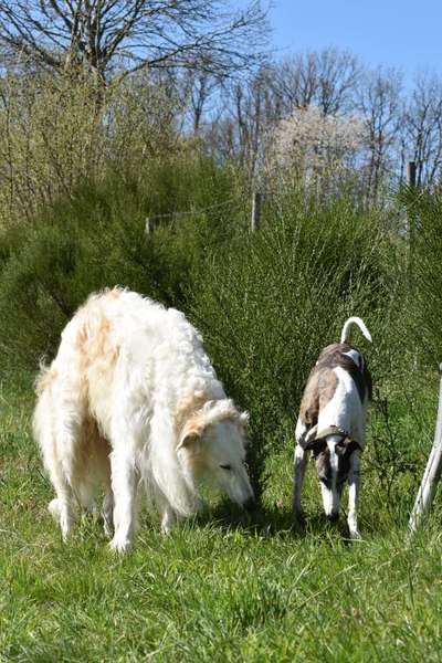 Windhunde - Treffen der besonderen Schönheiten
HERZLICH WILLKOMMEN-Beitrag-Bild