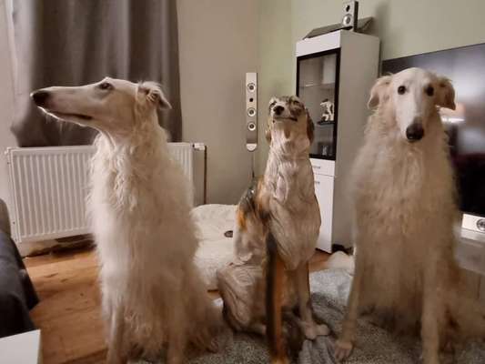 Windhunde - Treffen der besonderen Schönheiten
HERZLICH WILLKOMMEN-Beitrag-Bild