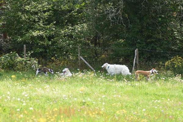 Windhunde - Treffen der besonderen Schönheiten
HERZLICH WILLKOMMEN-Beitrag-Bild