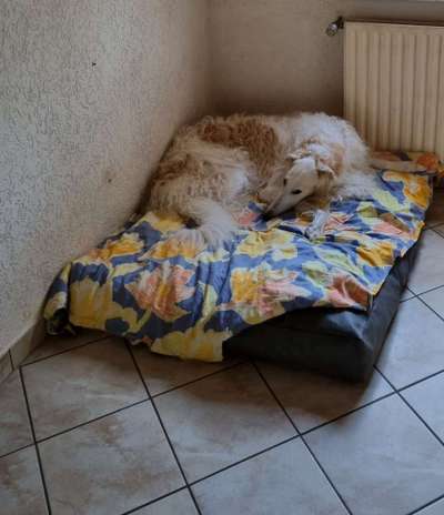 Windhunde - Treffen der besonderen Schönheiten
HERZLICH WILLKOMMEN-Beitrag-Bild