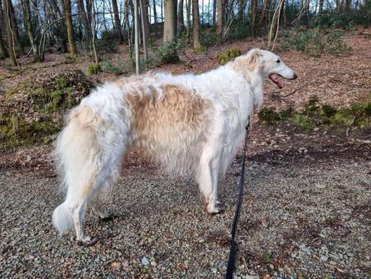 Windhunde - Treffen der besonderen Schönheiten
HERZLICH WILLKOMMEN-Beitrag-Bild
