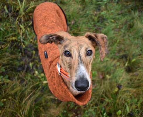 Windhunde - Treffen der besonderen Schönheiten
HERZLICH WILLKOMMEN-Beitrag-Bild