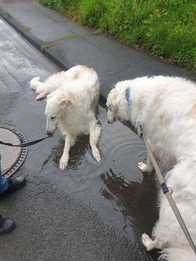 Windhunde - Treffen der besonderen Schönheiten
HERZLICH WILLKOMMEN-Beitrag-Bild