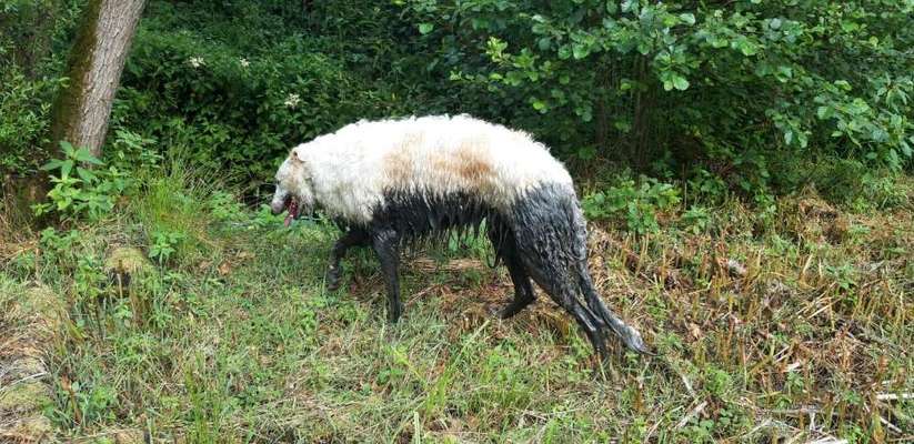 FOTOCHALLENGE 72 - Glücklicher Hund im Schmuddel-Look-Beitrag-Bild