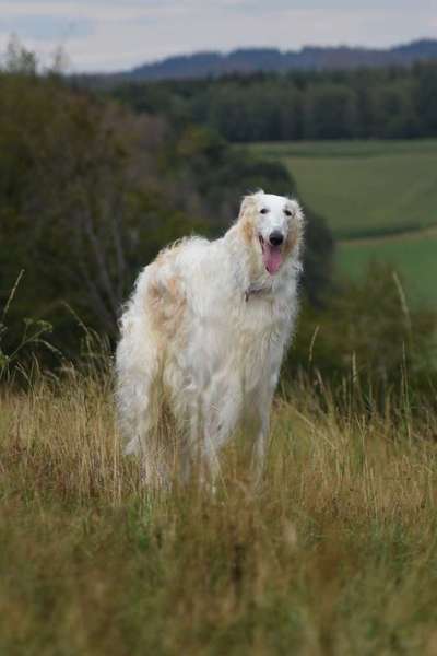 Hundemodel-Beitrag-Bild