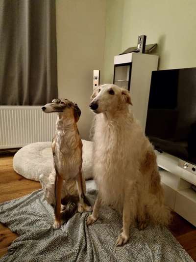 Windhunde - Treffen der besonderen Schönheiten
HERZLICH WILLKOMMEN-Beitrag-Bild