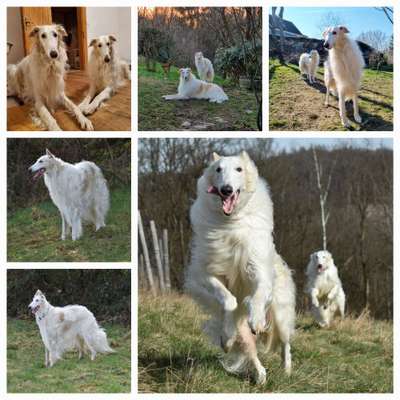 Windhunde - Treffen der besonderen Schönheiten
HERZLICH WILLKOMMEN-Beitrag-Bild