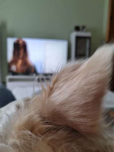 Was können eure Ohren so? ;)-Beitrag-Bild