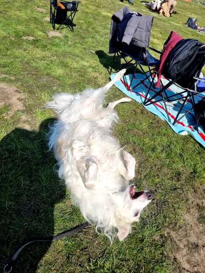 Windhunde - Treffen der besonderen Schönheiten
HERZLICH WILLKOMMEN-Beitrag-Bild