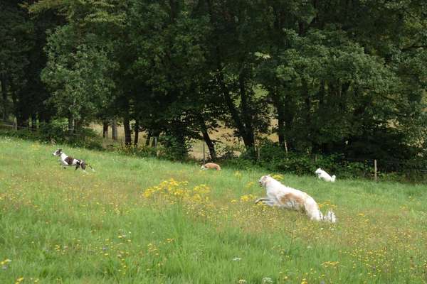 Windhunde - Treffen der besonderen Schönheiten
HERZLICH WILLKOMMEN-Beitrag-Bild
