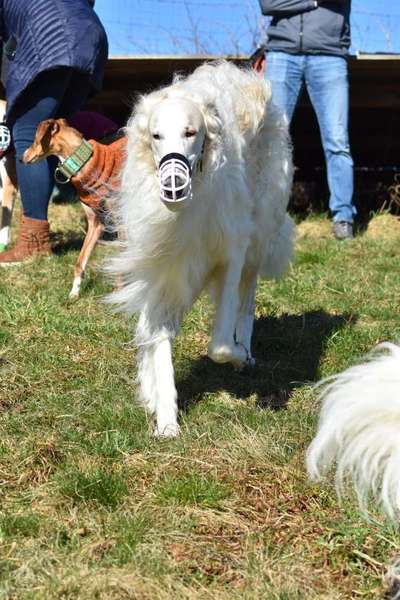 Windhunde - Treffen der besonderen Schönheiten
HERZLICH WILLKOMMEN-Beitrag-Bild