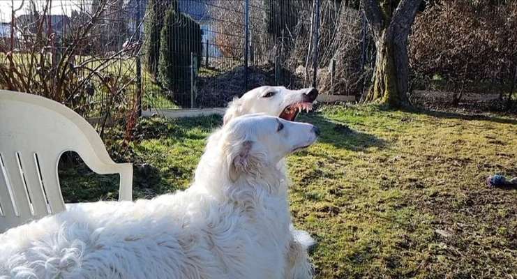 Hier ist der Spaßthread. Zum Schmunzeln und Kaputtlachen-Beitrag-Bild