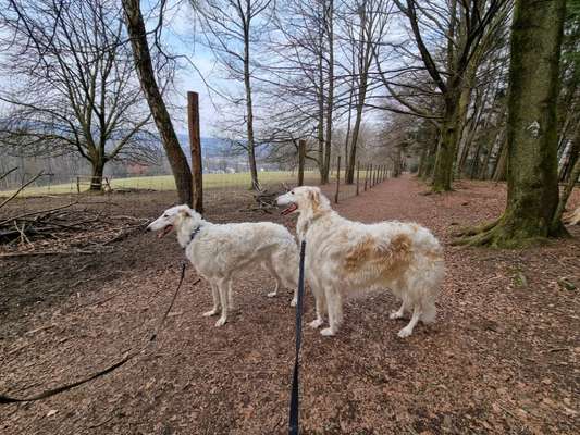 Windhunde - Treffen der besonderen Schönheiten
HERZLICH WILLKOMMEN-Beitrag-Bild