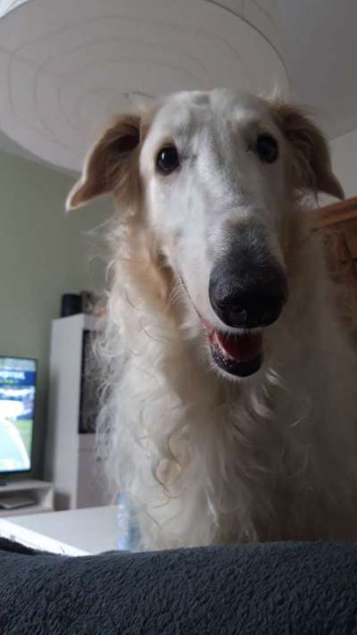 Wie heißt dein Hund?-Beitrag-Bild