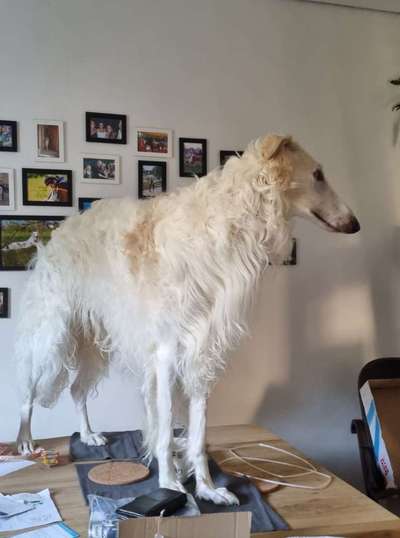 Hier ist der Spaßthread. Zum Schmunzeln und Kaputtlachen-Beitrag-Bild