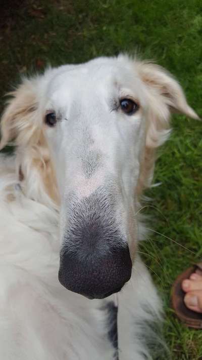 Zeigt her eure Hundenasen-Beitrag-Bild