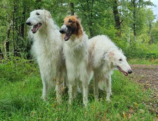 Windhunde - Treffen der besonderen Schönheiten
HERZLICH WILLKOMMEN-Beitrag-Bild