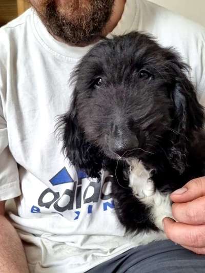 Windhunde - Treffen der besonderen Schönheiten
HERZLICH WILLKOMMEN-Beitrag-Bild