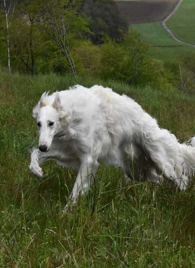 Whippet-Beitrag-Bild