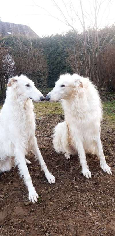 Seltene Rassen!-Beitrag-Bild