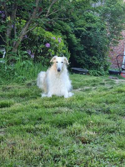 Windhunde - Treffen der besonderen Schönheiten
HERZLICH WILLKOMMEN-Beitrag-Bild