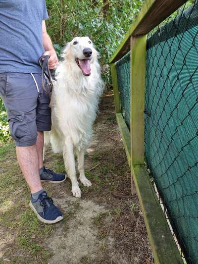 Größe eurer Windhunde-Beitrag-Bild