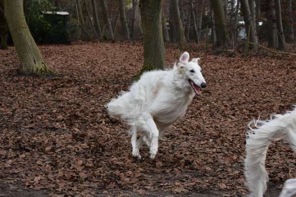 Windhunde - Treffen der besonderen Schönheiten
HERZLICH WILLKOMMEN-Beitrag-Bild