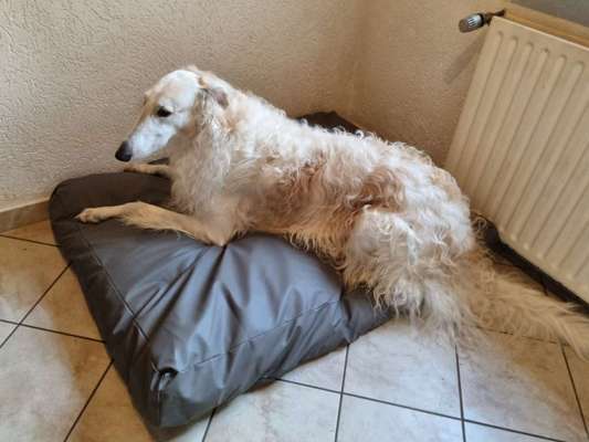 Windhunde - Treffen der besonderen Schönheiten
HERZLICH WILLKOMMEN-Beitrag-Bild