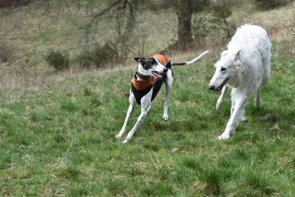 Windhunde - Treffen der besonderen Schönheiten
HERZLICH WILLKOMMEN-Beitrag-Bild